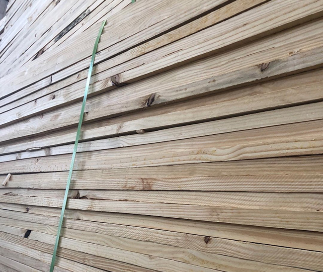 霍山巴西松